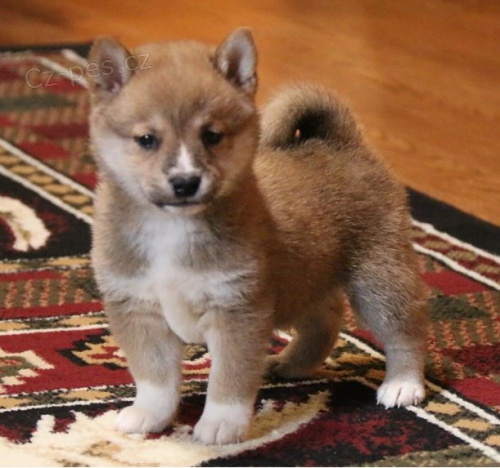 Shiba-Inu �t��ata s pp na prodej