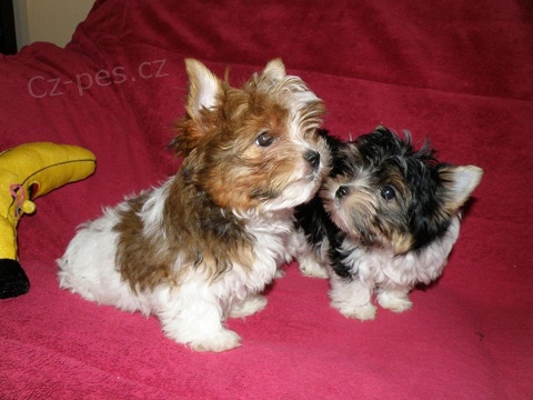  York��rsk� teri�r na prodej s PP