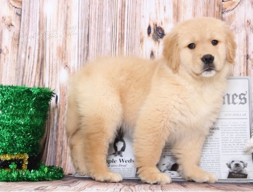 Zlat� retr�vr na prodej s PP