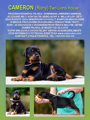 Dobrman - kr�sn� pejsek s PP