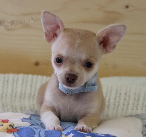 Kr�sn� �ivavsk� �t��ata