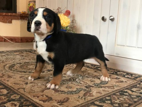 Velk� �v�carsk� sala�nick� pes