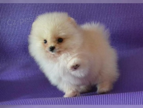 N�meck� �pic na prodej s PP