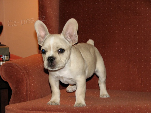 Francouzsk� buldok s modrou a AT nebo A.