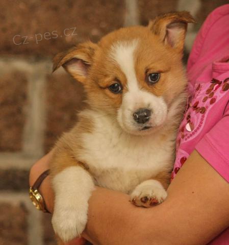 Roztomil� Pembroke Welsh Corgi �t��ata na prodej