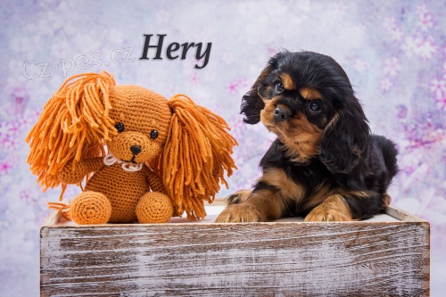 kr�sn� kaval�rek