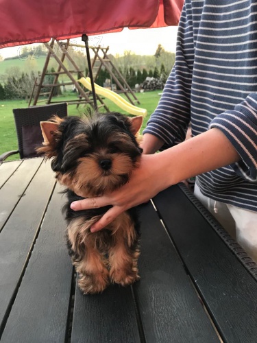 Jork��rsk� terier pejsek