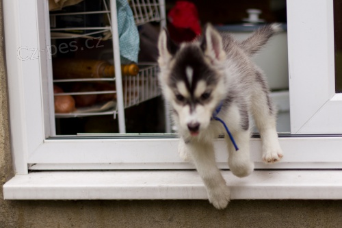 P��telsk� a zdrav� sibi�sk� husky �t��ata