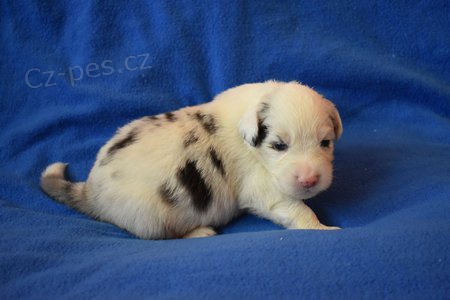 Australsk� ov��k s PP