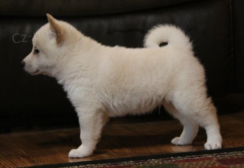  Shiba inu �t��ata k dispozici, //s PP.