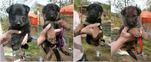 N�meck� ov��k - �t�n� fenka s PP