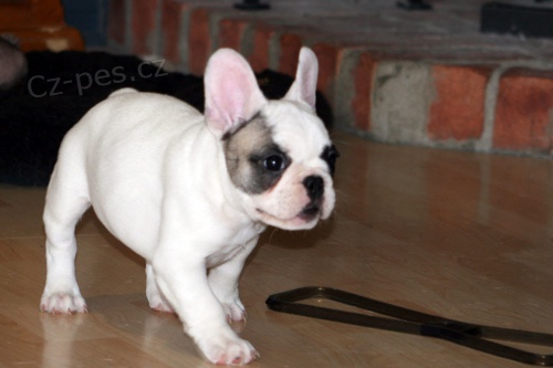 Francouzsk� �t���tka buldo�ek.