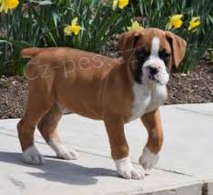 N�dhern� chovatelsk� stanice zaregistrovala �t��ata Boxer na prodej.