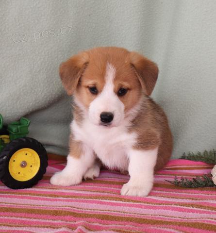 Mil�, p��telsk�, hrav�, pembroke corgi a hodn� z�bavy!