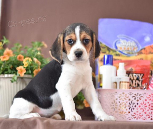 P��telsk� beagle �t��ata