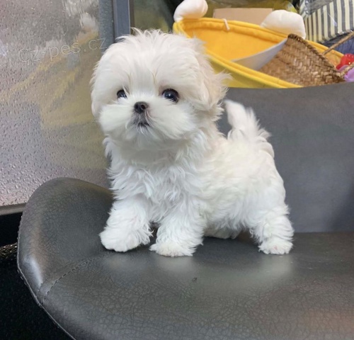 Malt�z��ek, malt�zsk� ps�k s PP