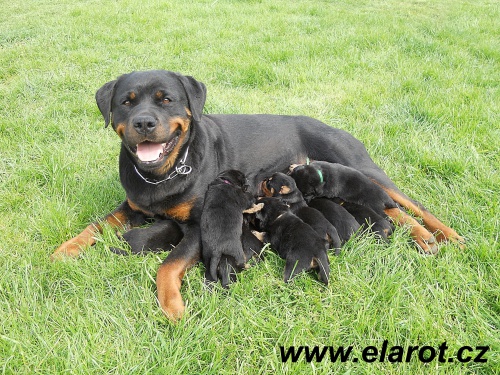 Rotvajler , rottweiler - �t�n� s PP