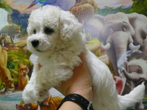  Bi�onek Fris� rozvoz v cen�