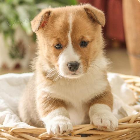 �t��ata Pembroke Welsh Corgi