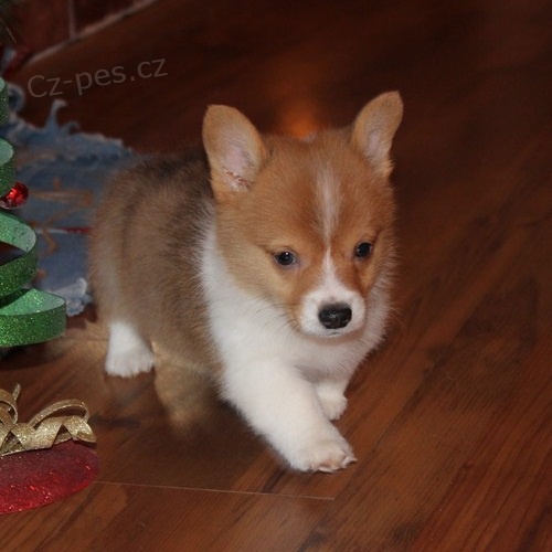 �t��ata Pembroke Welsh Corgi