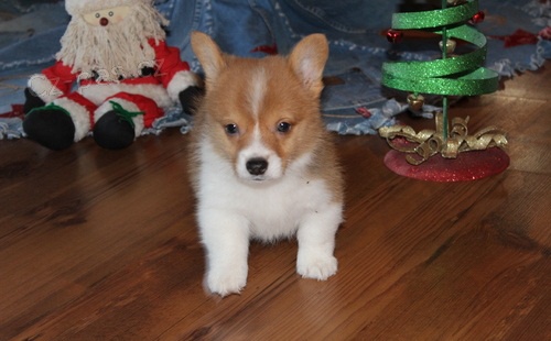�t��ata Pembroke Welsh Corgi