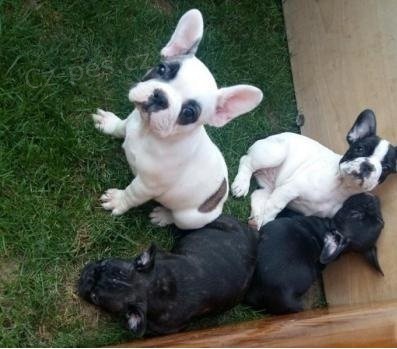 Welsh corgi pembroke �t��ata s d�kazem p�vodu.