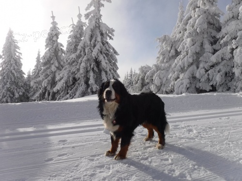 Nab�z�m kryt� Bernsk�ho sala�nick�ho psa s PP