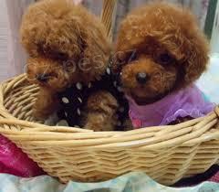 Potty cvi�il Mu�sk� a �ensk� ��lek Poodle �t��ata na prodej