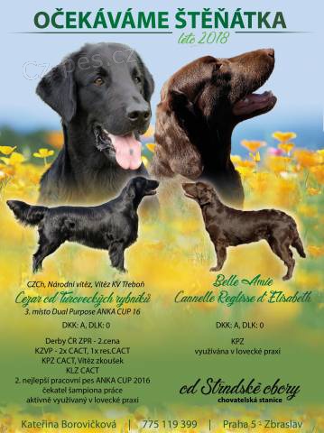 Prod�m (rezervace) �t���tka Flat coated retrievera