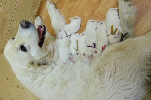 Slovensk� �uva�