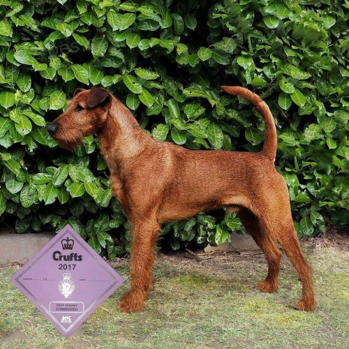 �t���tka Irsk� teri�r