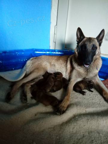 Belgick� ov��k Malinois