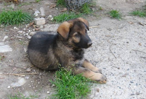 �t�n� n�meck� ov��k - fena s PP