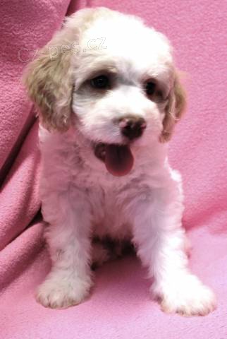 Lagotto Romagnolo - Italsk� vodn� pes