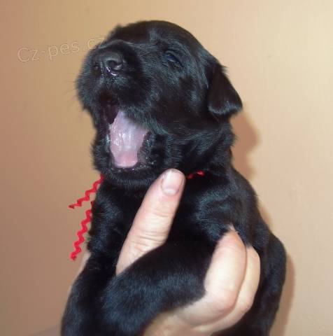 Kn�ra� velk� �ern� s rodokmenem