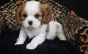 Kaval�r King Charles �pan�l �t��ata k p�ijet�