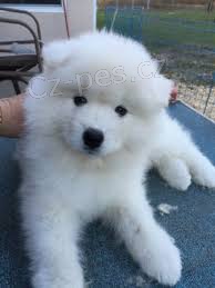 Samoyed �t��ata