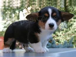 Tricolor a �erven� welsh corgi pembroke �t��ata se �t��aty Modr�ch o��