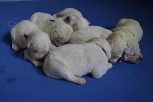 Slovensk� �uva� s PP