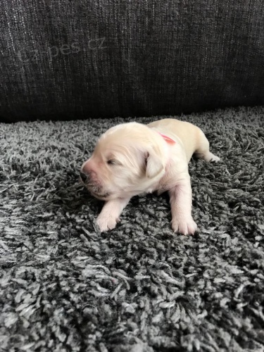 �t�n� zlat�ho retr�vra 