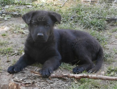 N�meck� ov��k - �t�n� pejsek s PP