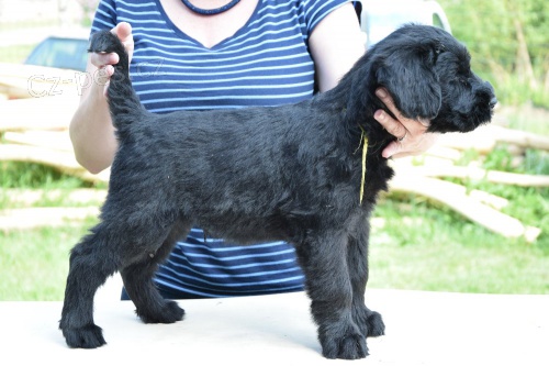 Kn�ra� velk� �ern� - �t��ata