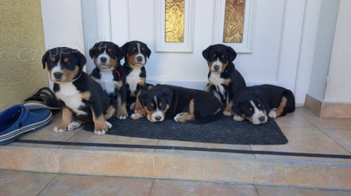 �t�n�-Velk� �v�carsk� sala�nick� pes