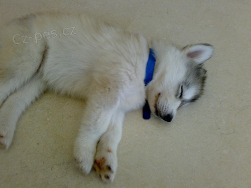 Sibi�sk� husky �t��ata