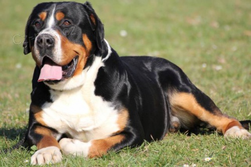 Velk� �v�carsk� sala�nick� pes