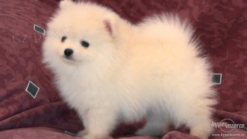 Zdrav� domov z�skal Pomeranian �t��ata k dispozici