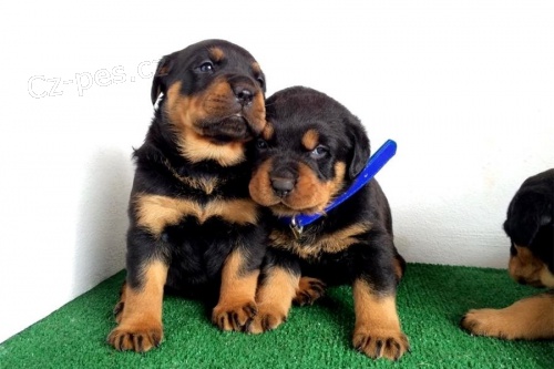 Rottweiler �t��ata s PP.