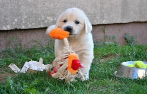 Zlat� retr�vr �t��ata k dispozici s PP.