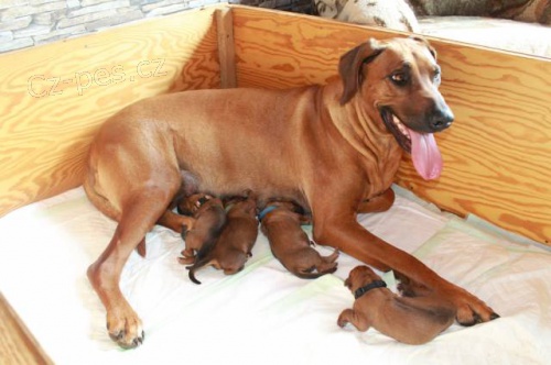 Rhod�sk� Ridgeback �t���tka s PP