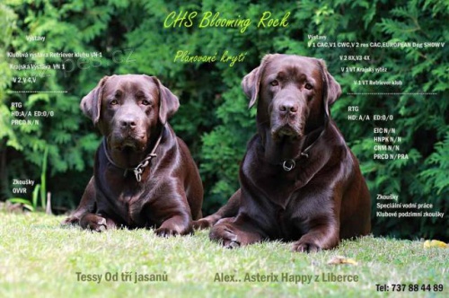 Labrador retriever �t��ata s PP